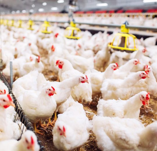 Indoors chicken farm, chicken feeding